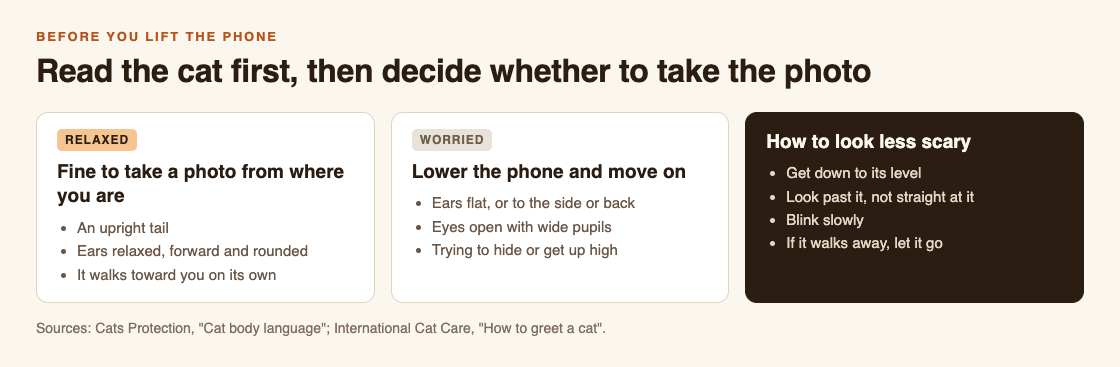 Diagram comparing relaxed and worried cat body language, with tips to look less scary before taking a photo