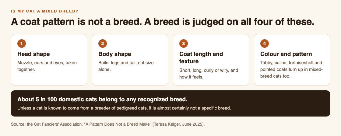 Diagram of the four traits a cat breed is judged on: head shape, body shape, coat length and texture, colour and pattern