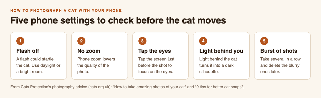 Checklist diagram of five phone settings for cat photos: flash off, no zoom, tap the eyes, light behind you, burst of shots