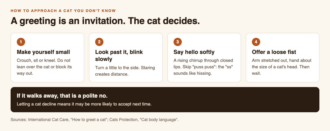 Diagram of four steps to greet a cat you don't know: make yourself small, look past it and blink slowly, say hello softly, offer a loose fist
