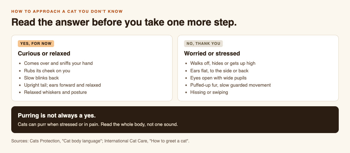 Diagram of a cat's answer to a greeting: curious or relaxed signs on one side, worried or stressed signs on the other