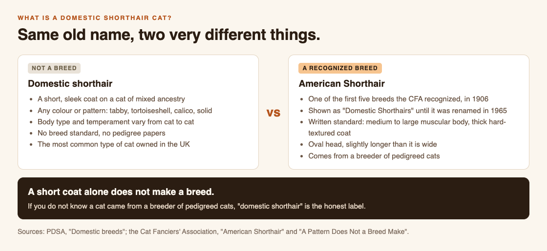 Diagram comparing a domestic shorthair, which is not a breed, with the American Shorthair, a recognized breed with a written standard