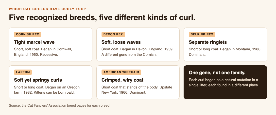 Diagram comparing the five curly-coated cat breeds: Cornish Rex, Devon Rex, Selkirk Rex, LaPerm and American Wirehair, with each coat type and where it began