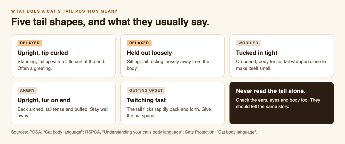 Diagram of five cat tail positions: upright with a curled tip, held out loosely, tucked in tight, upright with fur on end, and twitching fast, with what each usually means
