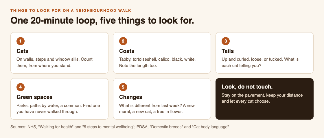 Diagram of a five-part neighbourhood walk list: cats, coats, tails, green spaces and changes, with the rule look, do not touch