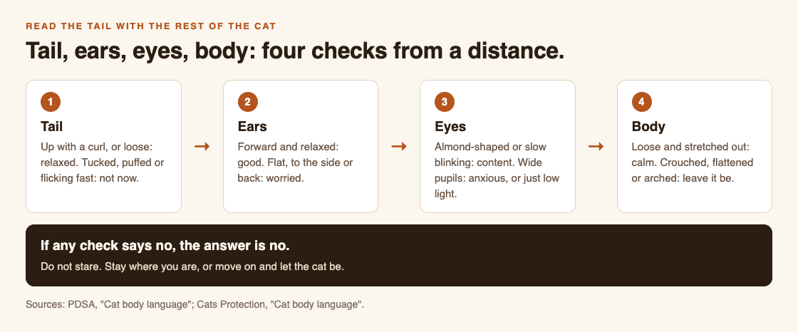 Diagram of four checks to read a cat from a distance: tail, ears, eyes and body, and if any says no, leave the cat be
