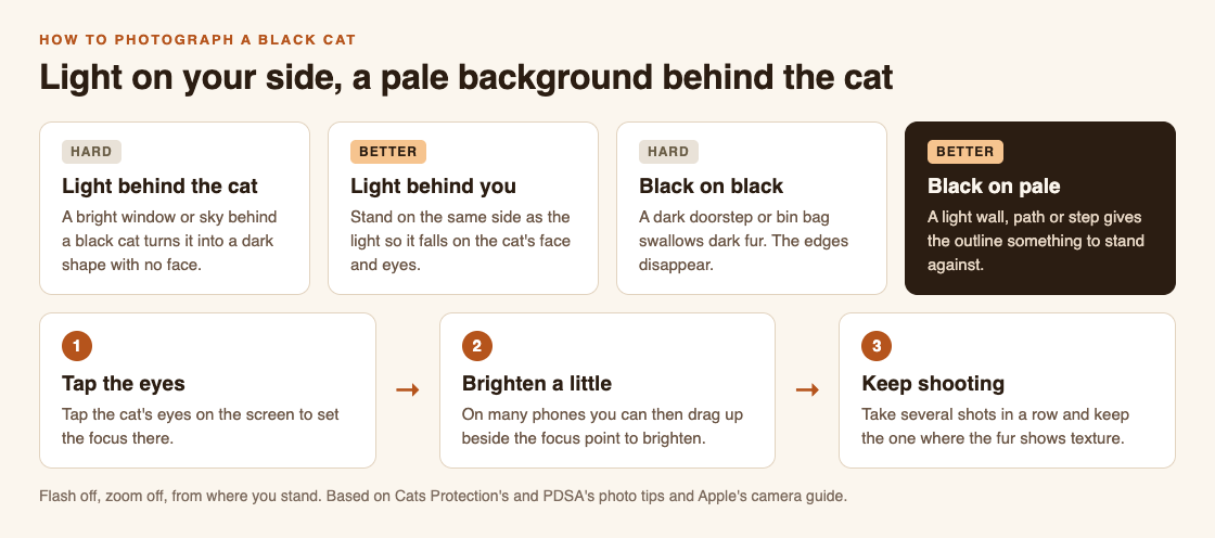 Diagram comparing light behind a black cat with light behind the photographer, a black cat on a dark background with one on a pale background, and three steps: tap the eyes, brighten, keep shooting