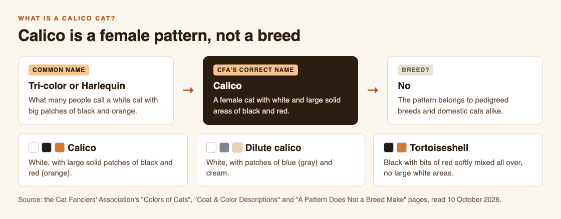 Diagram showing that tri-color is the common name for the calico pattern, with calico, dilute calico and tortoiseshell coats compared side by side