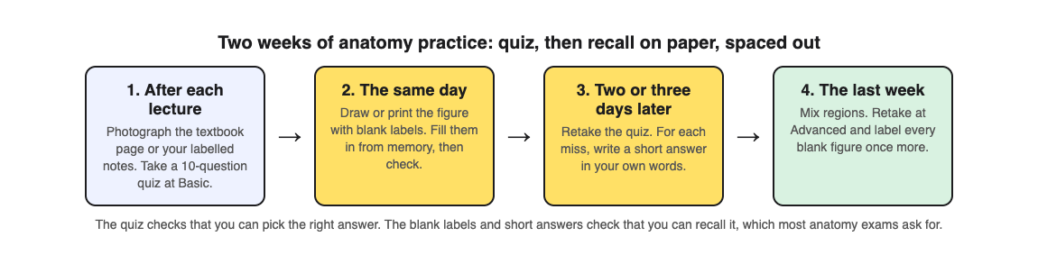 A diagram of a two-week anatomy plan: quiz after each lecture, label blank figures the same day, retake two or three days later, then mix regions in the last week
