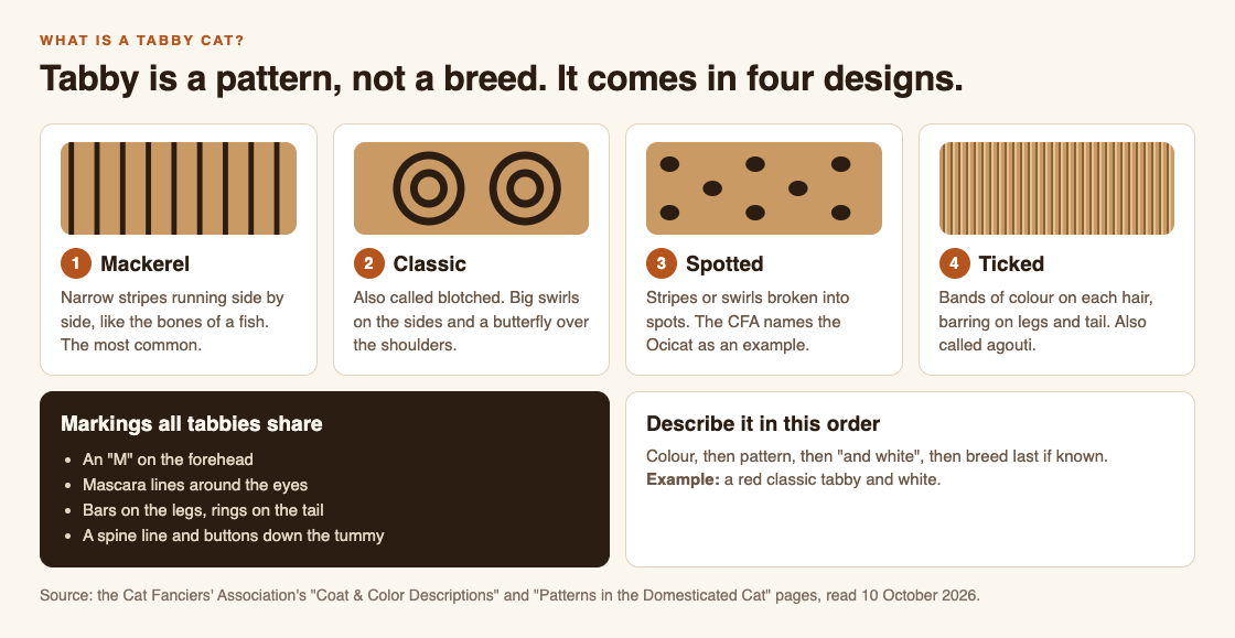 Diagram of the four tabby patterns, mackerel, classic, spotted and ticked, each with a simple drawing of its markings and the markings all tabbies share