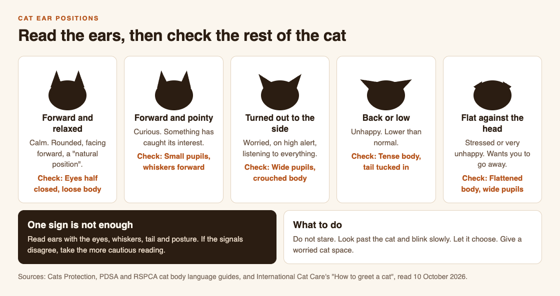 Diagram of five cat ear positions, from relaxed and forward to flat against the head, with what each usually means and the other signs to check