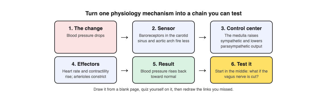 A diagram of the baroreceptor reflex as a chain: blood pressure drops, the sensor, the control center, the effectors, the result, and a what-if test question