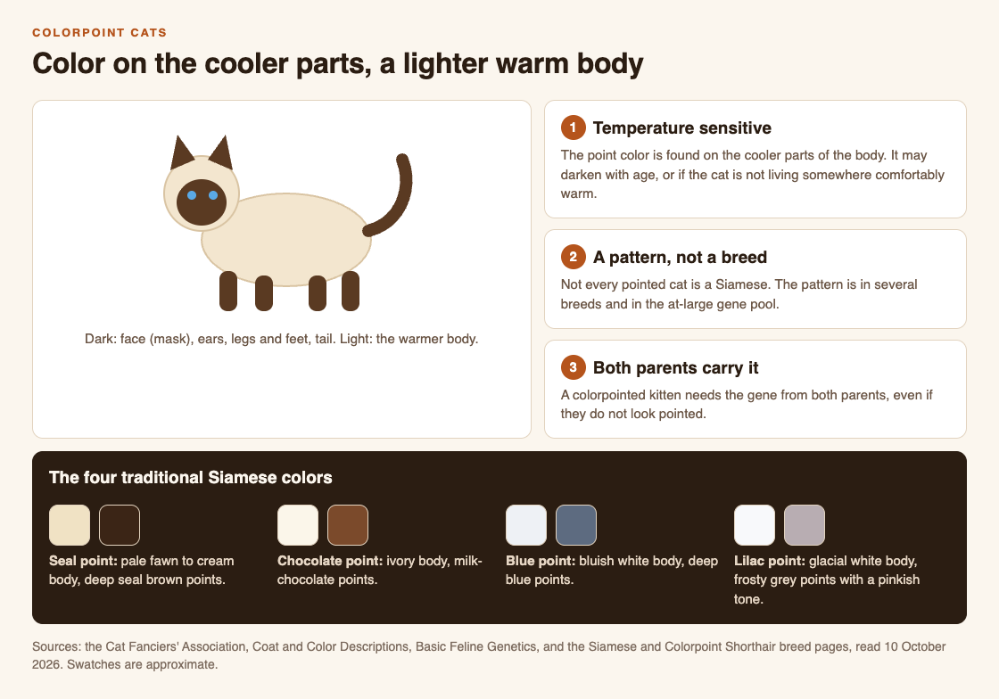 Diagram of a colorpoint cat with dark face, ears, legs and tail on a light body, three facts about the pattern, and the four traditional Siamese point colors