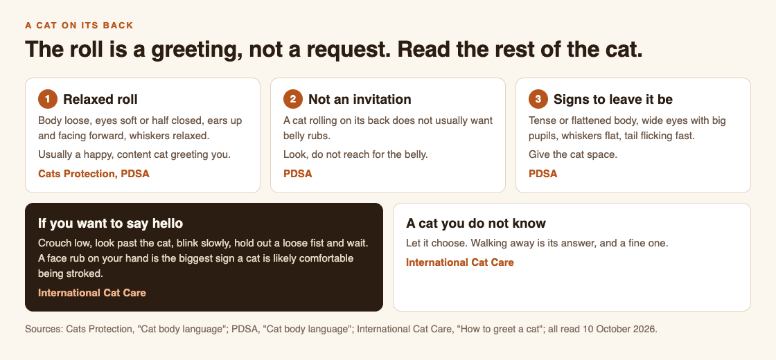 Diagram of how to read a cat rolling on its back: a relaxed roll, why it is not an invitation, signs to leave the cat be, and how International Cat Care says to say hello