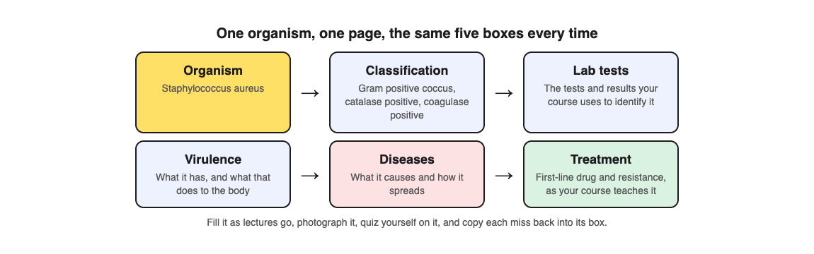 A diagram of a one-page organism chart for Staphylococcus aureus with five boxes: classification, lab tests, virulence, diseases and treatment