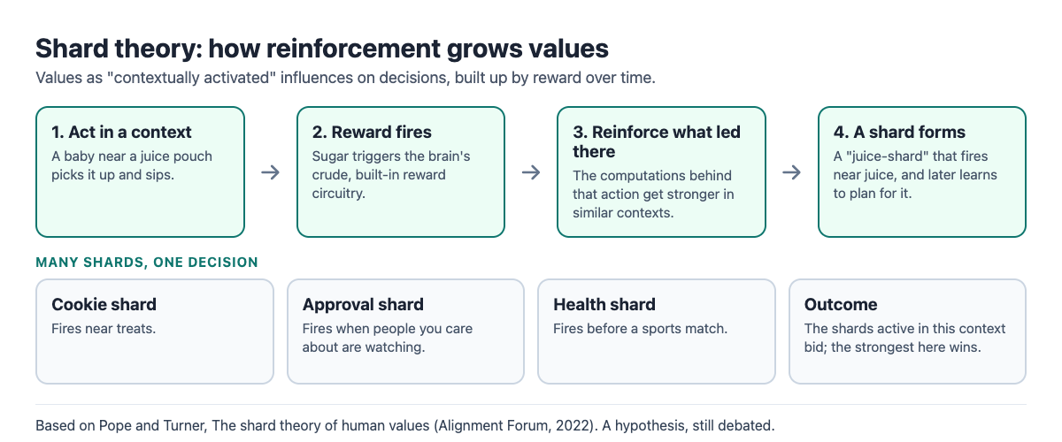 Diagram of shard theory: reward in a context reinforces the computations that led to it, forming shards that fire in similar contexts and bid against each other for the next action