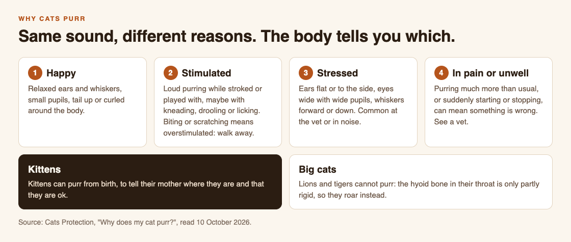 Diagram of four reasons cats purr, happy, stimulated, stressed and in pain, with the body language for each, plus kittens purring from birth and why big cats cannot purr