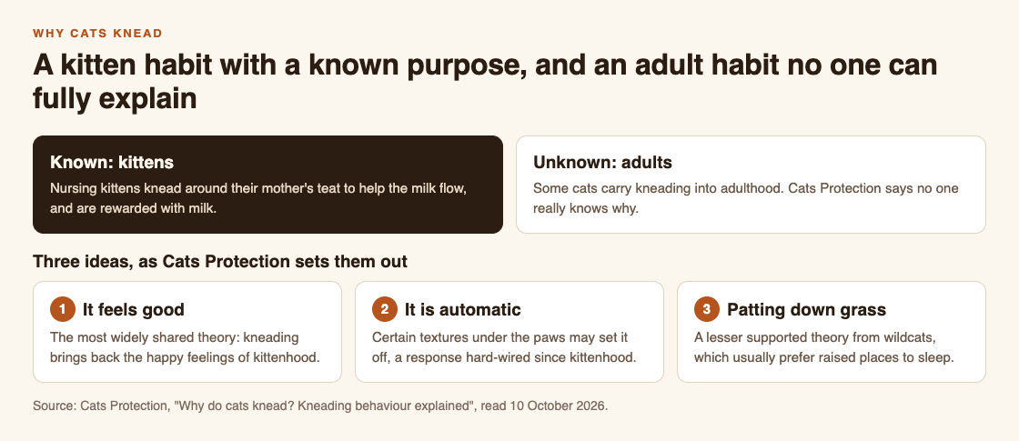 Diagram of why cats knead: the known purpose in kittens, the open question in adults, and three ideas Cats Protection sets out