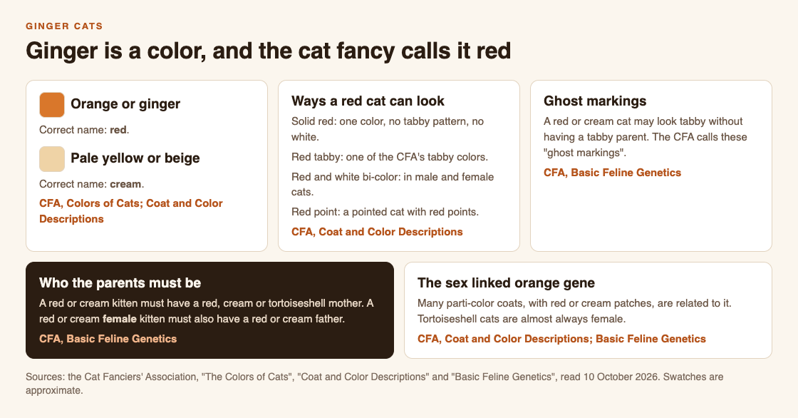 Diagram of ginger cats: orange or ginger is called red and pale beige is cream, the ways a red cat can look, ghost markings, and what a red kitten's parents must be