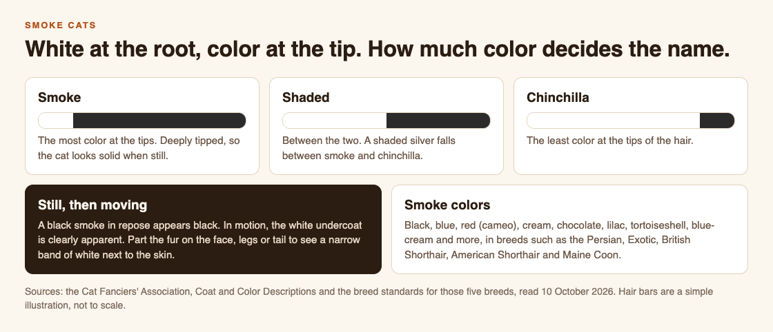 Diagram comparing smoke, shaded and chinchilla hairs by how much color sits at the tip, with how a smoke cat looks still and in motion and the smoke colors and breeds