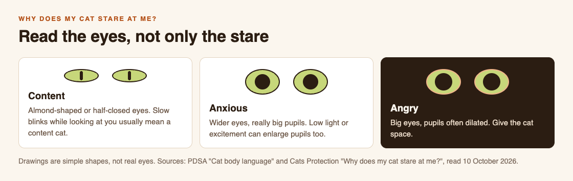 Diagram of three ways to read a cat's stare by its eyes: soft almond eyes with slow blinks for content, wide eyes with big pupils for anxious, and big eyes with dilated pupils for angry