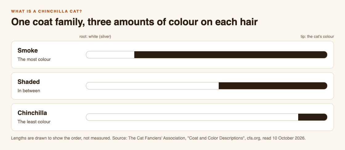 Diagram of three cat hairs, each white at the root: a smoke hair coloured along most of its length, a shaded hair coloured on its outer part, and a chinchilla hair coloured only at the tip