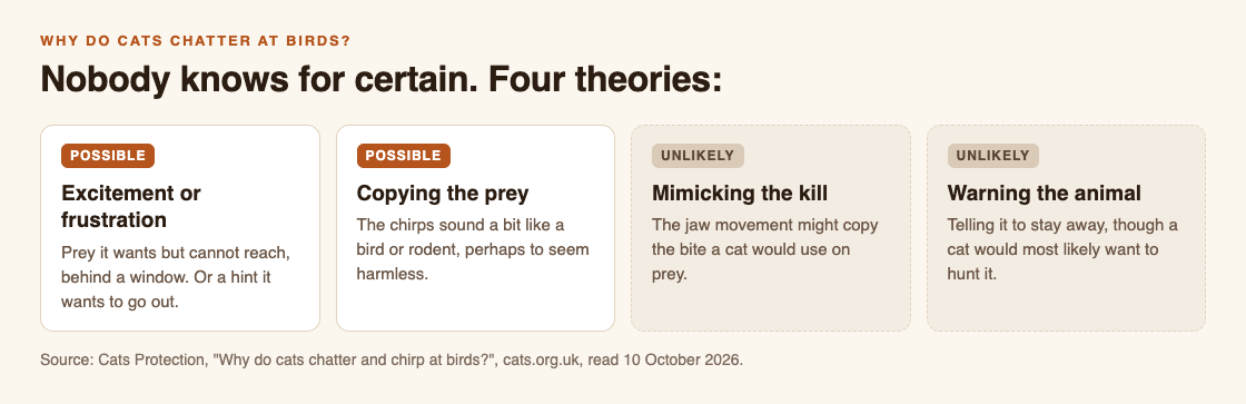 Diagram of the four theories for why cats chatter at birds: excitement or frustration and copying the prey as possible reasons, mimicking the kill and warning the animal as unlikely ones
