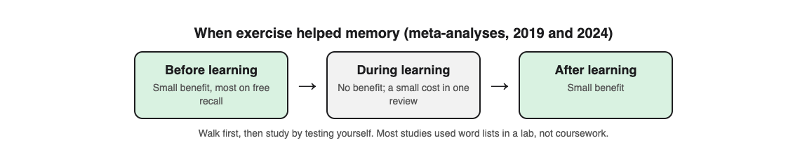 Diagram of exercise timing and memory: before learning helps a little, during learning does not, after learning helps a little