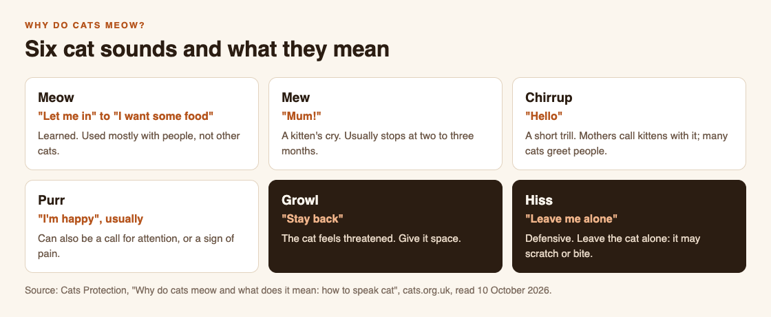 Diagram of six cat sounds from Cats Protection's guide: meow, mew, chirrup, purr, growl and hiss, each with its short translation and when cats use it