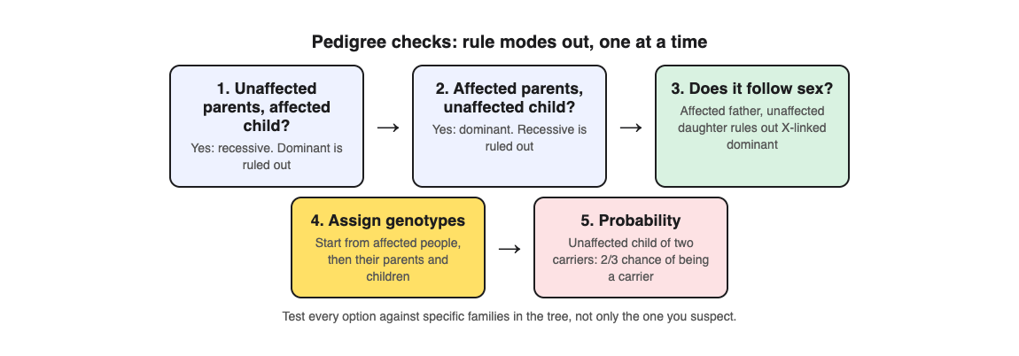 Diagram of pedigree checks that rule out recessive, dominant and X-linked modes one by one