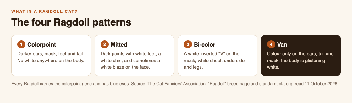 Diagram of the four Ragdoll patterns from the CFA standard: colorpoint, mitted, bi-color and van, with where the white falls in each