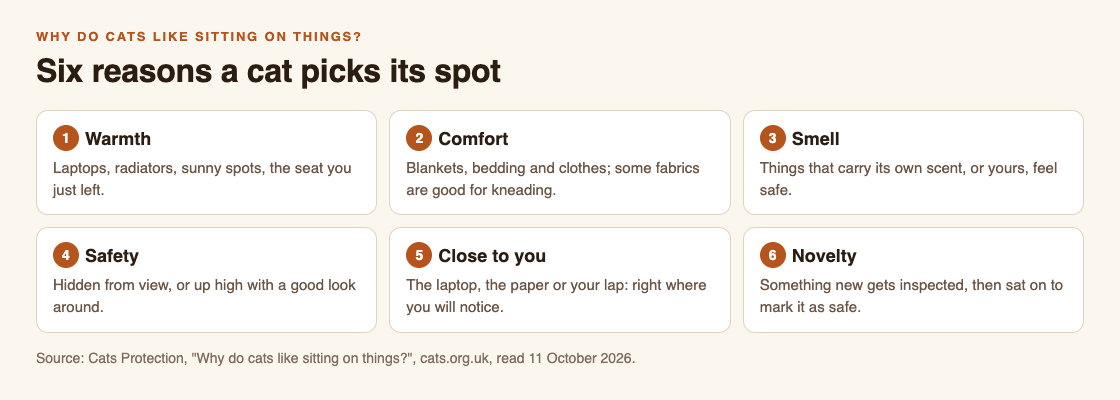Diagram of six reasons a cat picks its spot from Cats Protection: warmth, comfort, smell, safety, close to you and novelty