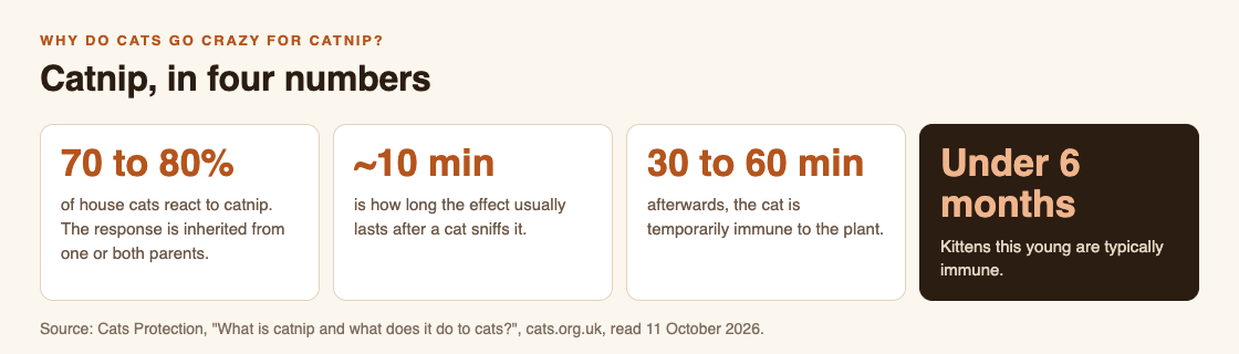 Diagram of catnip in four numbers from Cats Protection: 70 to 80 percent of house cats react, the effect lasts about 10 minutes, then 30 to 60 minutes of immunity, and kittens under 6 months are typically immune