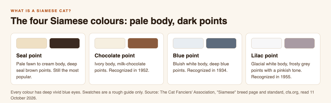 Diagram of the four Siamese colours from the CFA standard: seal point, chocolate point, blue point and lilac point, each with a pale body and darker points