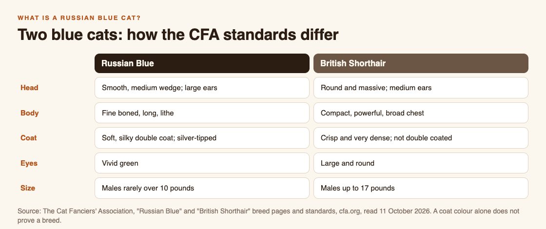 Comparison diagram of the Russian Blue and British Shorthair from the CFA standards: head, body, coat, eyes and size side by side