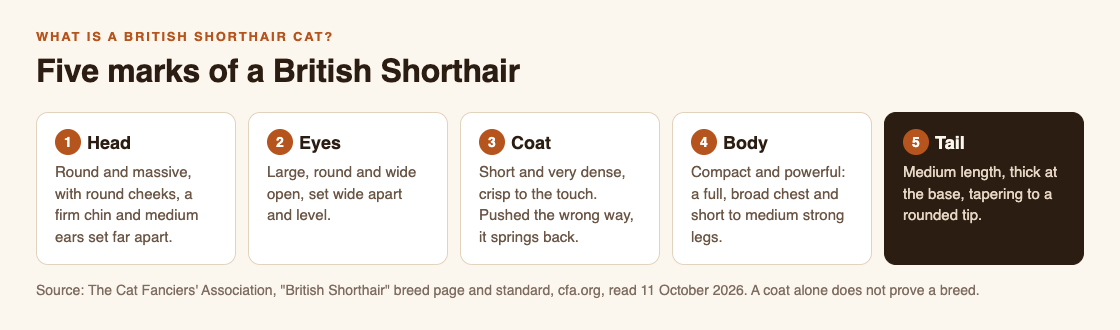 Diagram of five marks of a British Shorthair from the CFA standard: a round massive head, large round eyes, a short very dense coat that springs back, a compact body with a broad chest, and a thick tail with a rounded tip