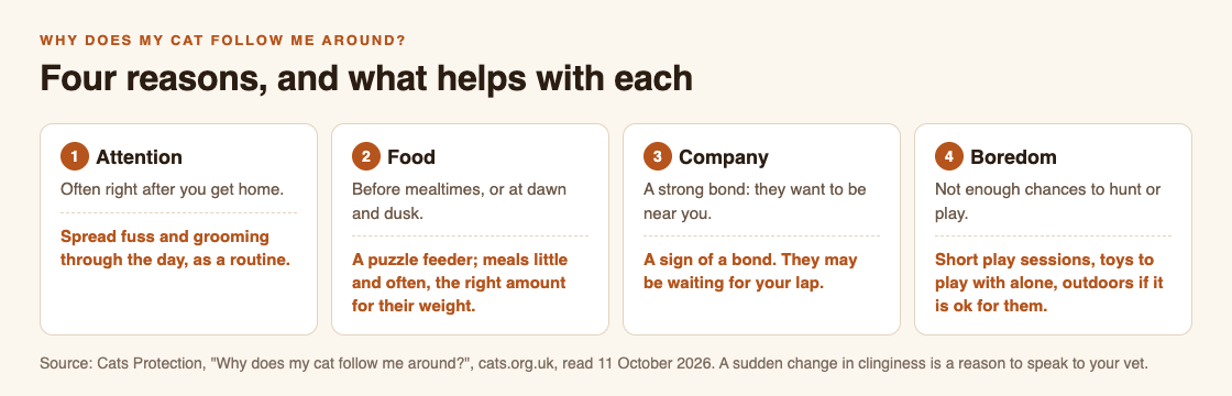Diagram of four reasons a cat follows you from Cats Protection, attention, food, company and boredom, each with what helps