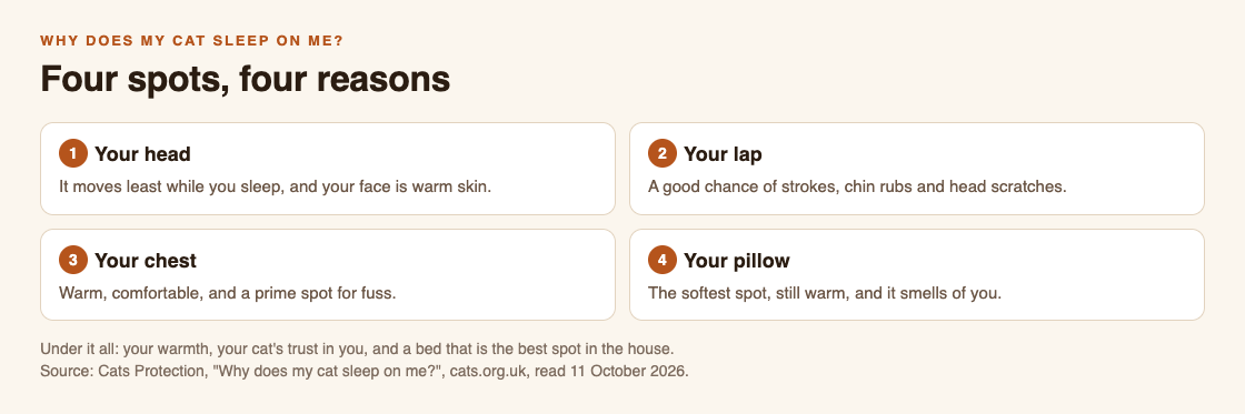Diagram of four places a cat sleeps on you, head, lap, chest and pillow, with the reason Cats Protection gives for each