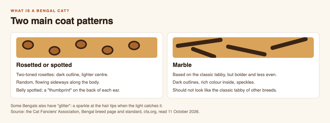 Diagram comparing the Bengal's two main coat patterns, rosetted or spotted and marble, with the features the CFA standard lists for each