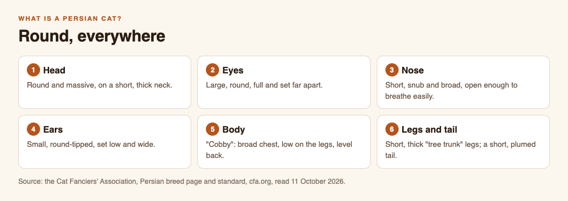 Diagram of the Persian cat's round look from the CFA standard: round head, large round eyes, short broad nose, small ears, cobby body and short legs