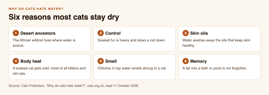 Diagram of six reasons cats avoid water from Cats Protection: desert ancestors, control, skin oils, body heat, the smell of tap water and a bad experience