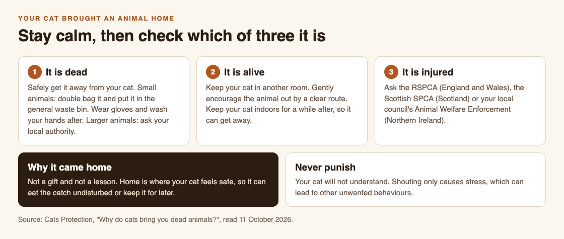 Diagram of what to do when a cat brings an animal home: steps for a dead, a live and an injured animal, why it came home, and never punish