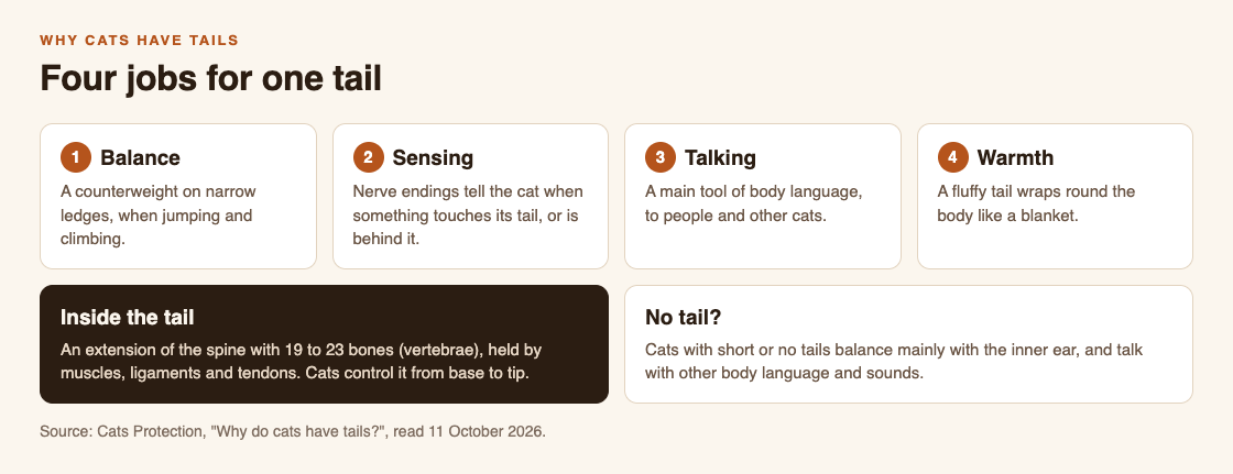 Diagram of the four jobs of a cat's tail, balance, sensing, talking and warmth, with what is inside a tail and how cats with no tail cope