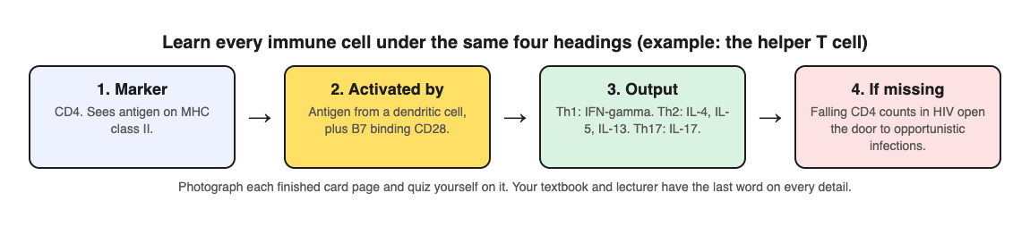 Diagram of a four-heading card for the helper T cell: marker CD4, activated by antigen plus B7 binding CD28, outputs by Th1, Th2 and Th17 subset, and what happens if it is missing