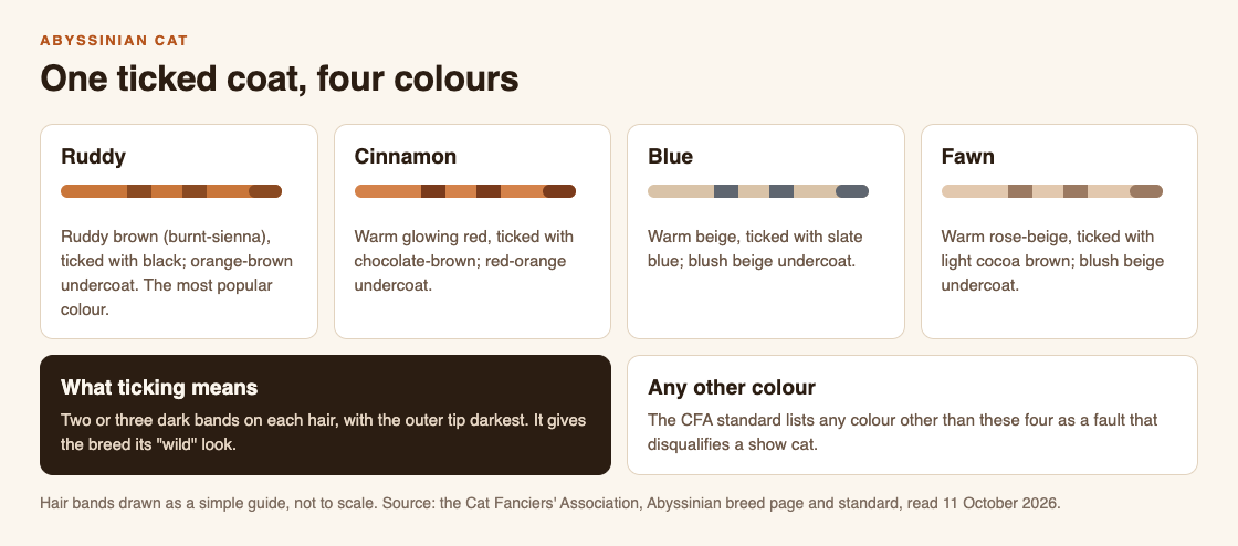 Diagram of the Abyssinian's four coat colours, ruddy, cinnamon, blue and fawn, each with a banded hair and the CFA standard's description