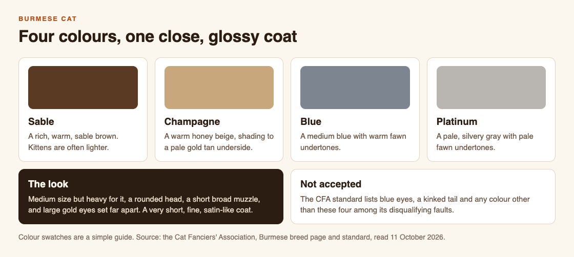 Diagram of the four Burmese coat colours, sable, champagne, blue and platinum, with the CFA standard's description of each and the breed's look