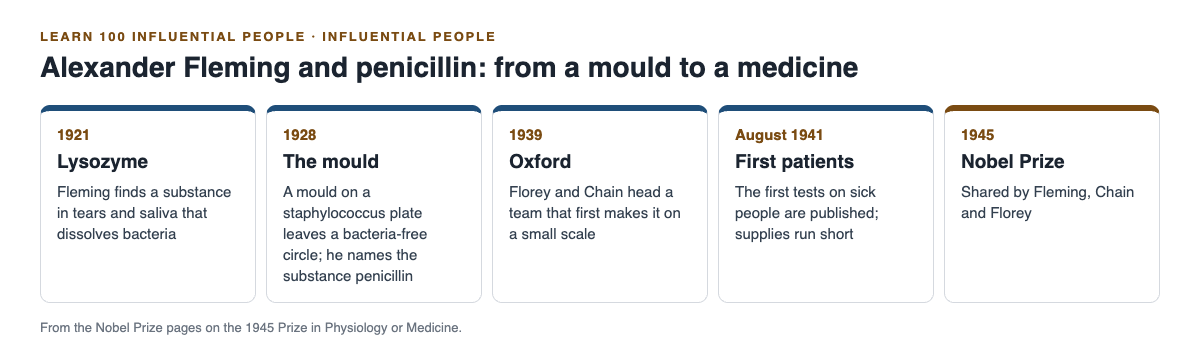 Timeline diagram of Alexander Fleming and penicillin from lysozyme in 1921 to the Nobel Prize in 1945