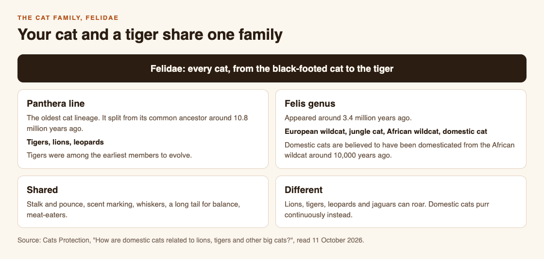 Diagram of the cat family Felidae with two branches, the Panthera line of tigers, lions and leopards and the Felis genus of wildcats and the domestic cat, plus shared traits and the roar difference