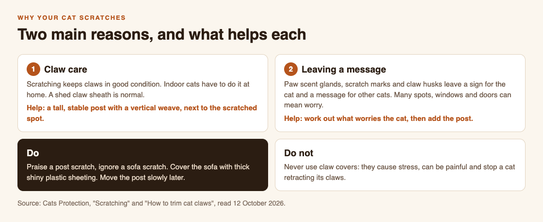 Diagram of why cats scratch, claw care and leaving a message, with the usual causes of indoor scratching and the fixes from Cats Protection