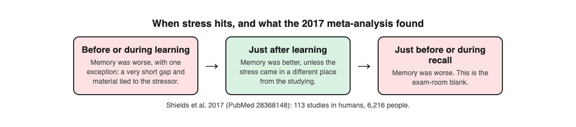 Diagram of three moments: stress before learning lowered memory, stress just after learning raised it, stress during recall lowered it